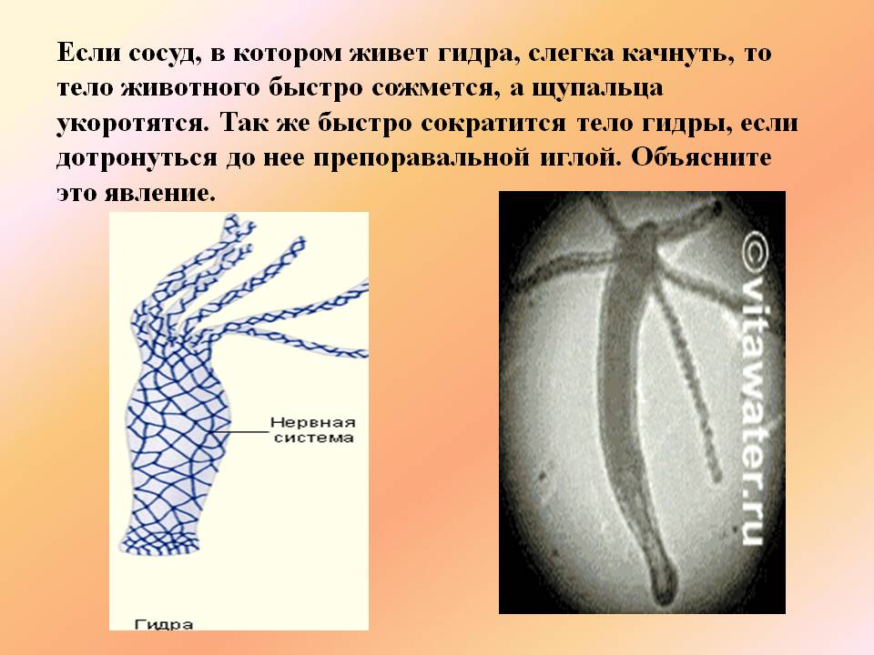 Kraken сайт покупок